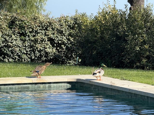 maison à vendre - 6 pièces - 200.0 m2 - CHATEAUNEUF GRASSE - 06 - PROVENCE-ALPES-COTE-D-AZUR - Century 21 Visa Immobilier